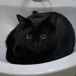 Serpil