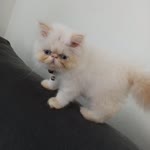 Gonca