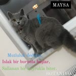 Yasemin