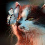 Merve