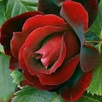 Nihal