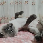 Buse