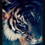 Aylin