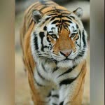 Asya