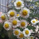Rabia
