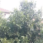 Erdal