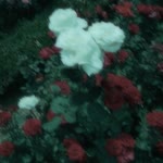 Emine