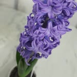 Bahar
