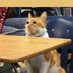 Betül