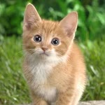 Nazli