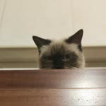 Serkan