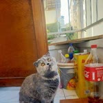 Haluk