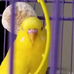 Doruk