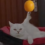Ben