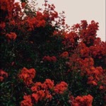 Feyza