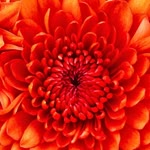 Fatma