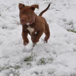 Ares