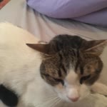 Kedi