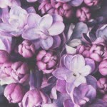 Fatma