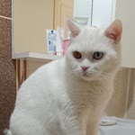 Burcu
