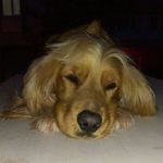 Ayça