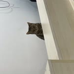 Şeyma