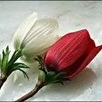 Zehra