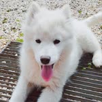 Selin