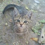 Ayhan