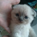 Yasemin
