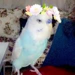 İrem