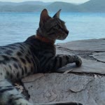 Yasemin