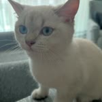 Cenk