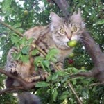 Deniz