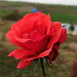 Feyza