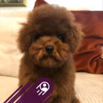 Toypoodle