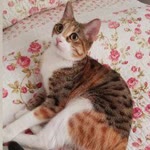 Aysel