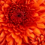 Emine