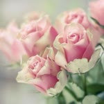Dilek