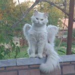 Ercan