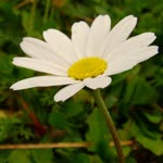 Sevil