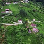 Özgür