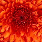 Cem