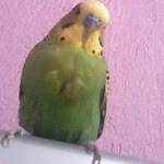 Aymina