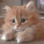 Deniz