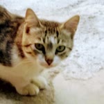 Zeynep