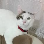 Şenay