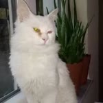 Samet