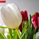 Burcu