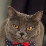 Özlem